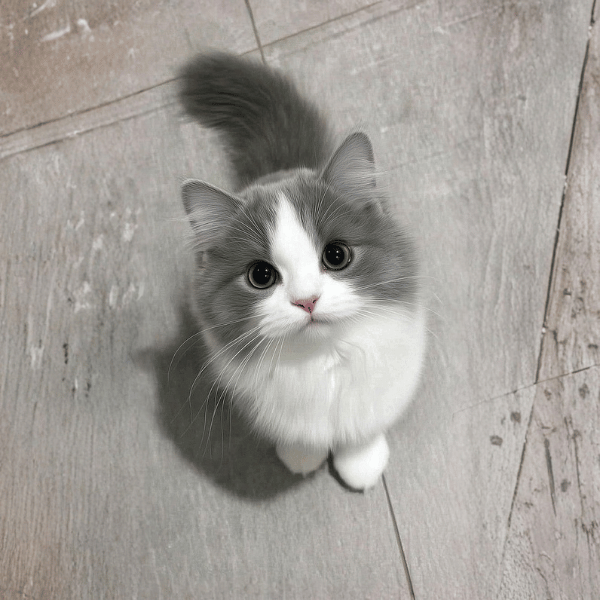 Grooming Kucing dan Anjing